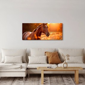 Obraz - Kôň v západe slnka (120x50 cm)