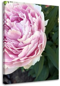 Obraz na plátně, Pivoňka Květina Rostlina - 80x120 cm