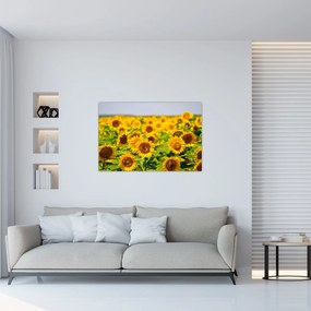 Obraz - Slnečnica (90x60 cm)