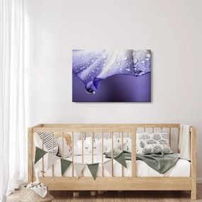Obraz - Okvetný lístok s kvapkami (90x60 cm)