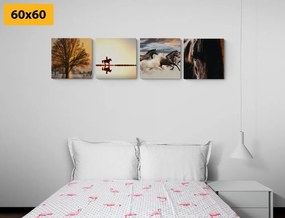 Set obrazov pre milovníkov koní - 4x 60x60