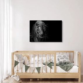 Obraz divokého tigra (90x60 cm)