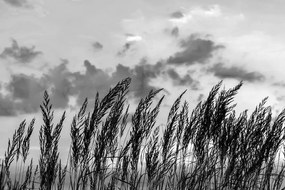 Fototapeta tráva v čiernobielom prevedení - 375x250