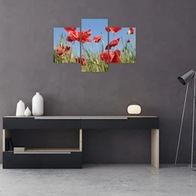 Obraz - Vlčie maky (90x60 cm)