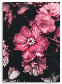 Gario Obraz na plátne Ružové kvety na tmavom pozadí Rozmery: 40 x 60 cm