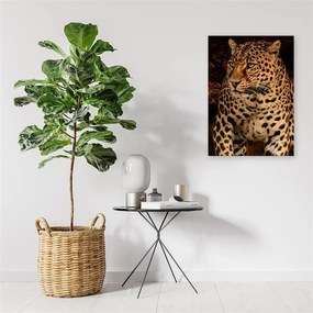 Gario Obraz na plátne Leopardia fotografia na čiernom pozadí Rozmery: 40 x 60 cm