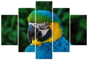 Obraz papagája