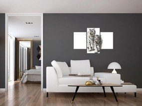 Obraz - Biely tiger (90x60 cm)