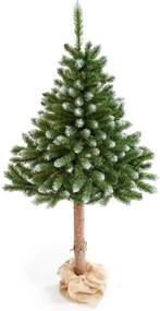 Limpol Smrek Konrad na kmeni 1,80 m