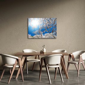 Obraz - Čerešňové kvety (70x50 cm)