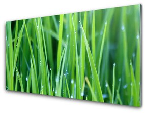 Skleneny obraz Tráva kvapky rastlina príroda 140x70 cm
