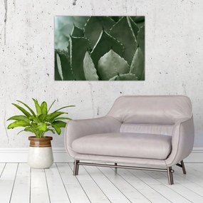 Obraz - Zelená agáve (70x50 cm)