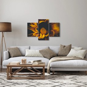 Obraz - Slnečnica v čiernom pozadí (90x60 cm)