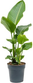 Strelitzia nicolai 24x90 cm