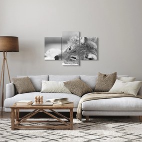 Obraz - Vlk, čiernobiela (90x60 cm)