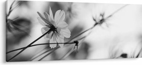 Obraz - Čiernobiele kvety (120x50 cm)