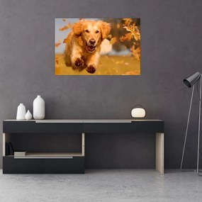 Obraz - Zlatý retriever (90x60 cm)