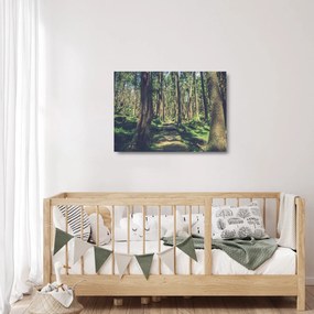 Sklenený obraz cesty medzi stromami (70x50 cm)