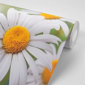 Samolepiaca fototapeta kvety margarétky - 150x100