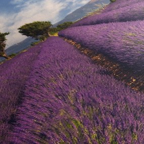 Obraz - Levanduľové pole a hory (120x50 cm)