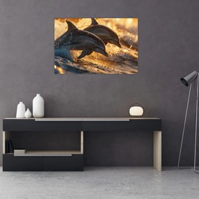 Obraz - Delfíny (90x60 cm)
