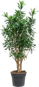 Pleomele (Dracaena) Reflexa Branched 40 x170 cm