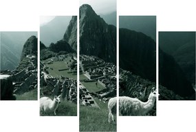 Obraz - Lamy na Machu Picchu v Peru (150x105 cm)