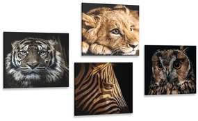 Set obrazov divoké zvieratá Varianta: 4x 40x40