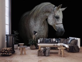 Fototapeta - Biely kôň (254x184 cm)