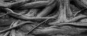 Obraz - Korene stromu (120x50 cm)
