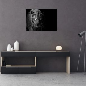 Sklenený obraz divokého tigra (70x50 cm)