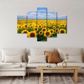 Obraz slnečnicového poľa (150x105 cm)