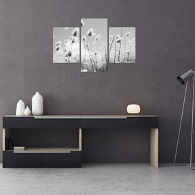 Obraz - Boho bunny tail grass (90x60 cm)