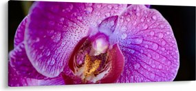 Detailný obraz kvetu orchidey (120x50 cm)
