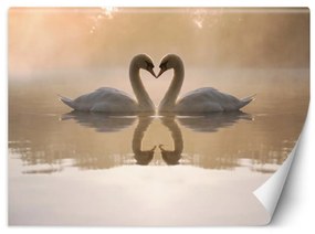 Fototapeta, Zamilované labutě - 250x175 cm