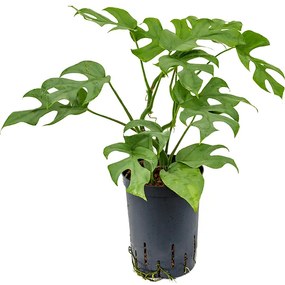 Philodendron minima hanger 15/19 v.40 cm