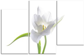 Obraz na plátne - Tulipán 181D (135x90 cm)