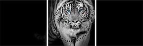 Obraz - Tiger s modrými očami (s hodinami) (90x30 cm)