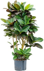 Croton (codiaeum) variegatum Petra Branched 25/19 v. 130 cm