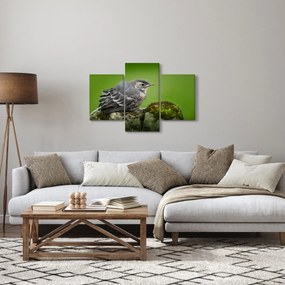 Obraz - Muchárik (90x60 cm)