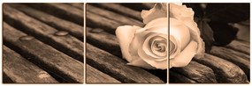 Obraz na plátne - Biela ruža na lavici - panoráma 5224FB (150x50 cm)