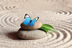 Fototapeta modrý motýľ na Zen kameni - 150x100