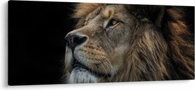 Obraz - Majestátny lev (120x50 cm)
