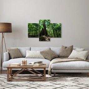 Obraz - Korene stromu (90x60 cm)