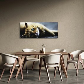 Obraz mačiatka (120x50 cm)