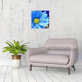 Modrá chryzantéma - obrazy