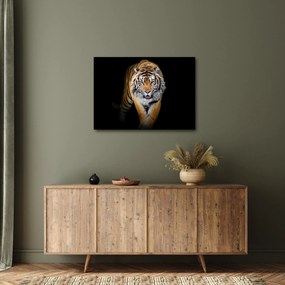 Obraz - Tiger (70x50 cm)