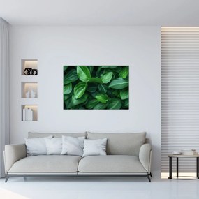 Obraz - Zelené listy (90x60 cm)
