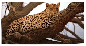 Sablio Uterák Leopard 2 - 30x50 cm