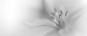 Obraz - Jemná ľalia (120x50 cm)